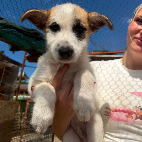 Adopter LUBI