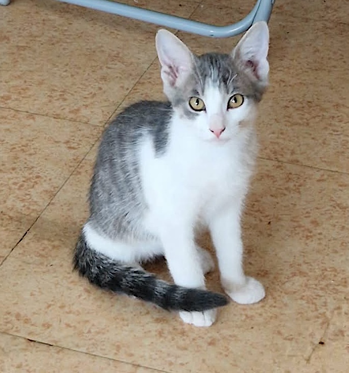 Adopter GRISOU