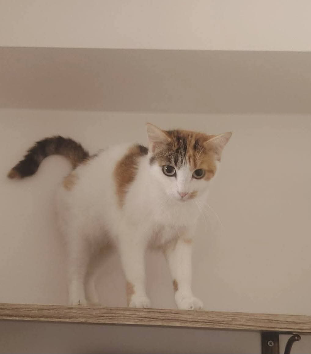 Adopter Lucinda