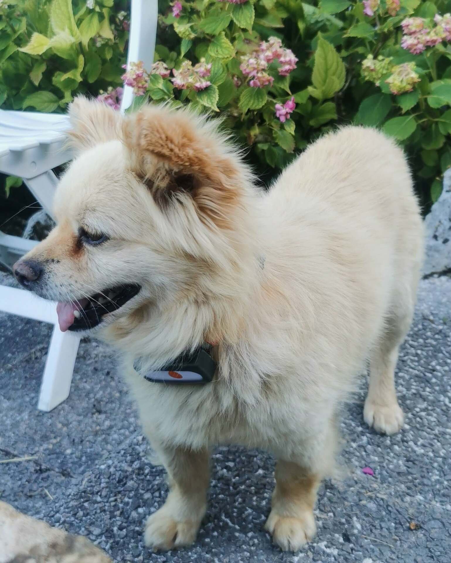 Adopter Titi