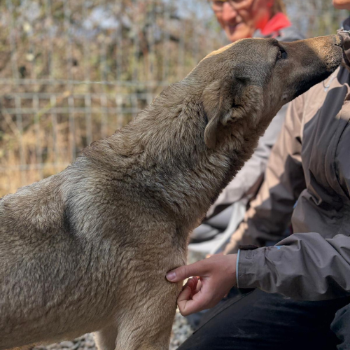 Adopter LOUBO