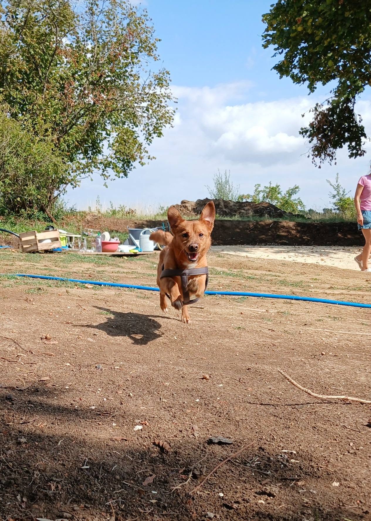 Adopter Lucky 