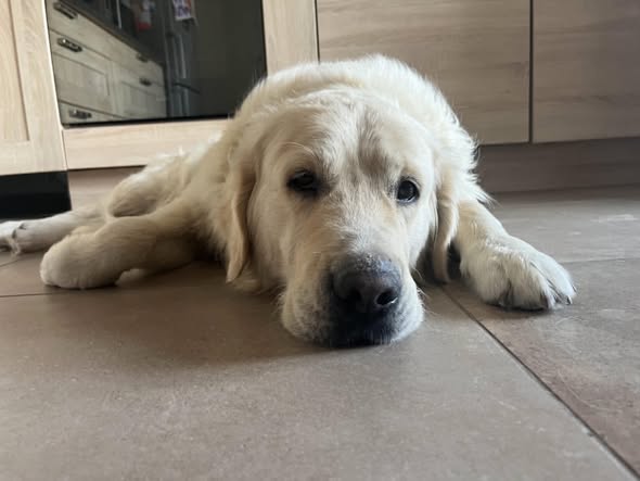 Adopter Max