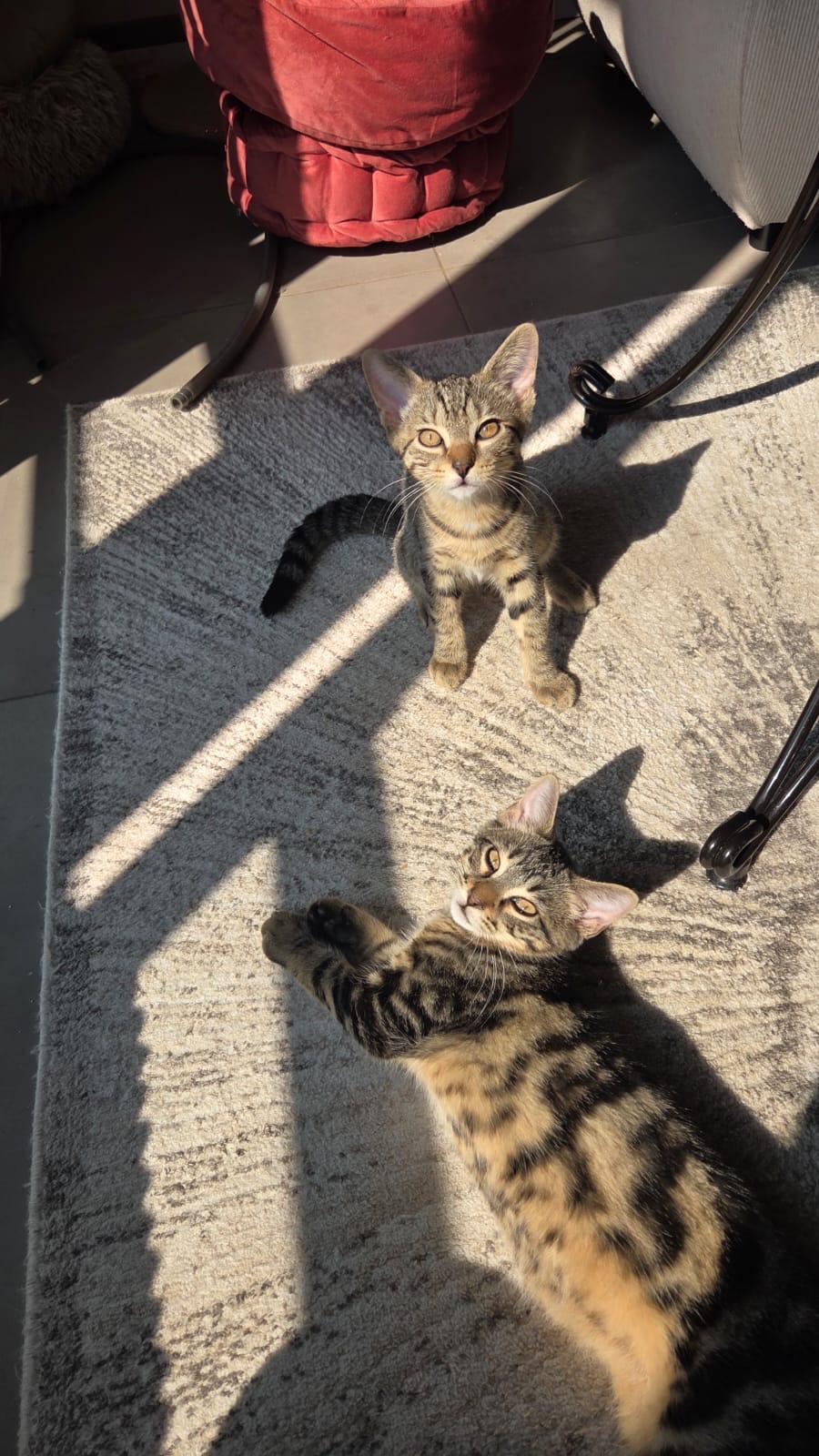 Adopter Chanelle et Malice