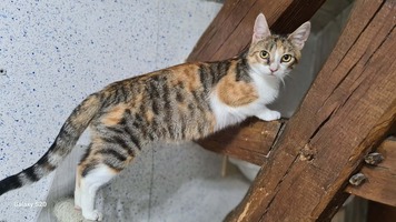 Adopter : BARBOUILLE