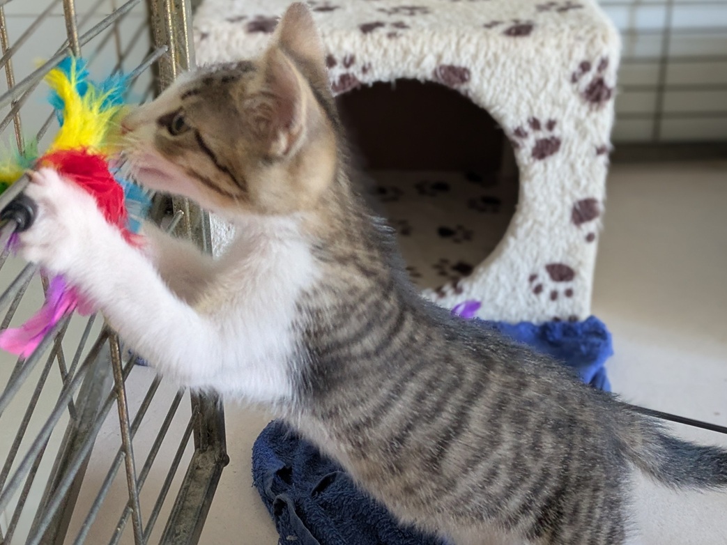 Adopter BENNY