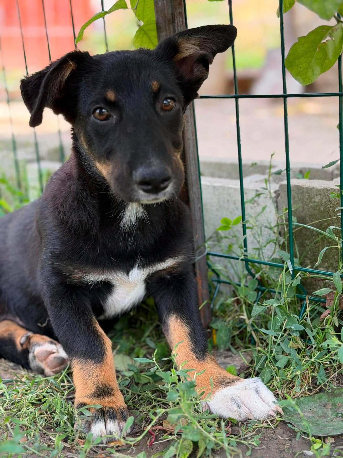 Adopter TOFFEE