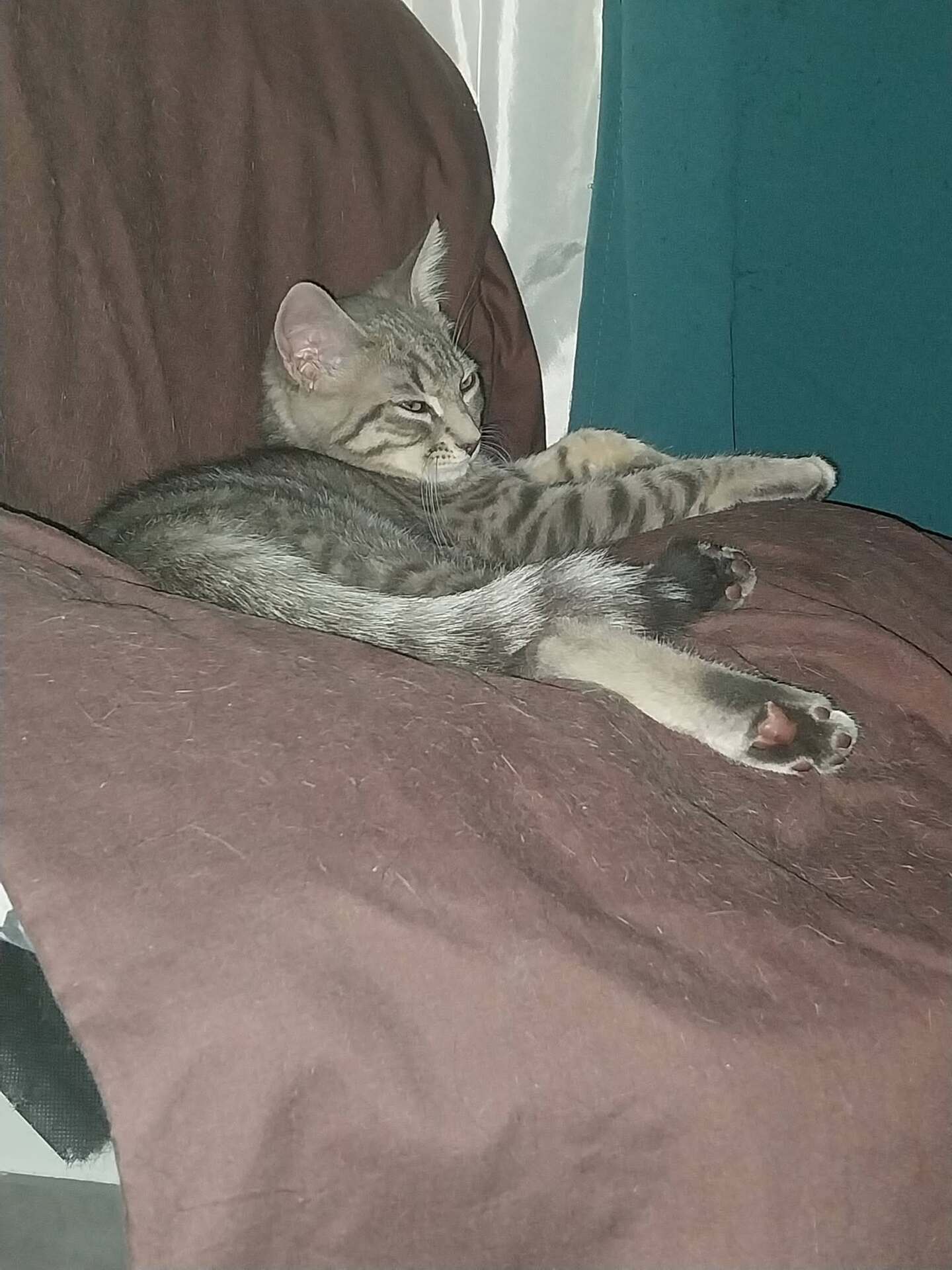 Adopter SONIC
