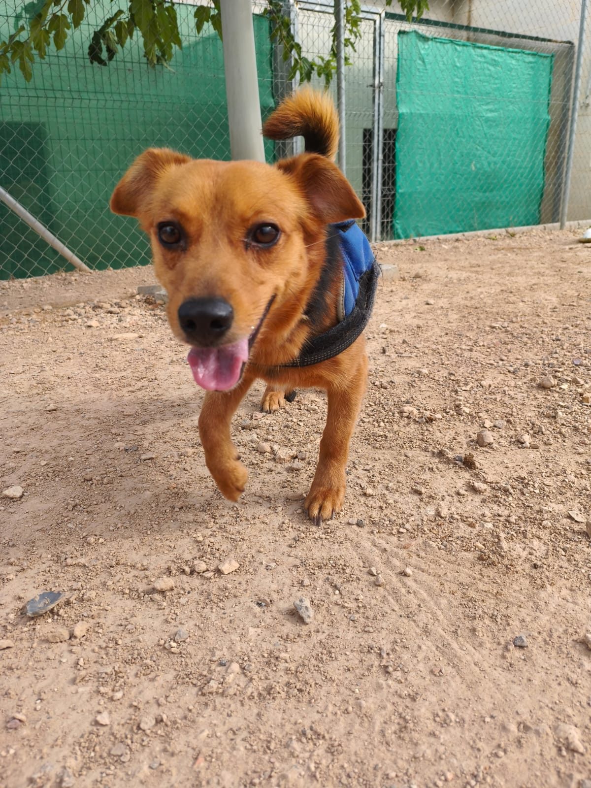 Adoption Bruno
