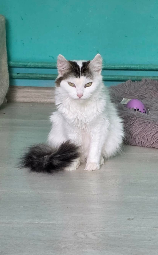 Adopter Winter