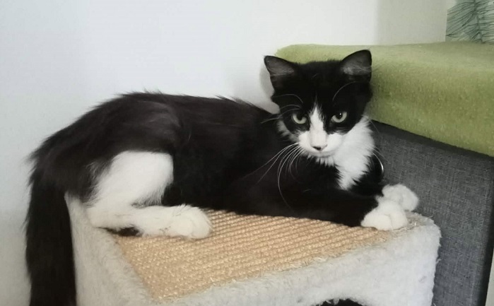 Adopter MOUFETTE