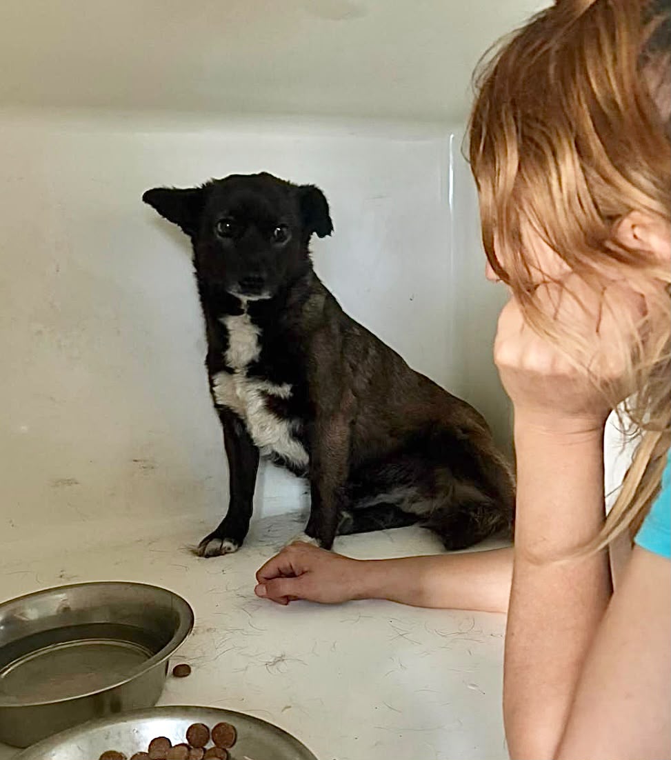 Adoption MIA