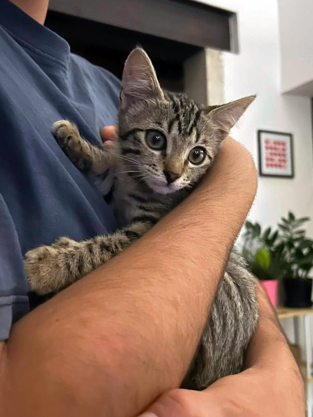 Adopter BOOBY