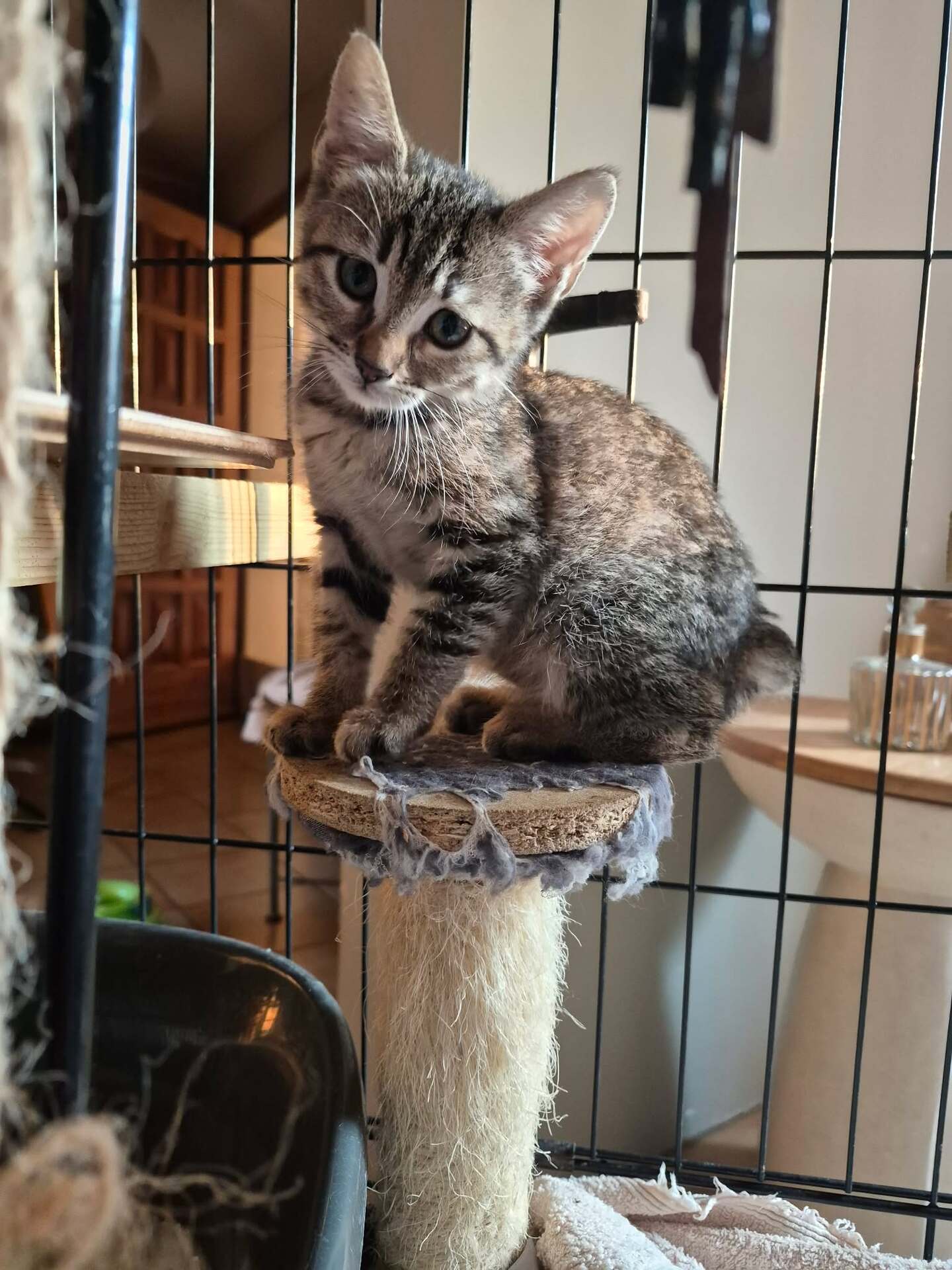 Adopter BONNY et BISCOTTE