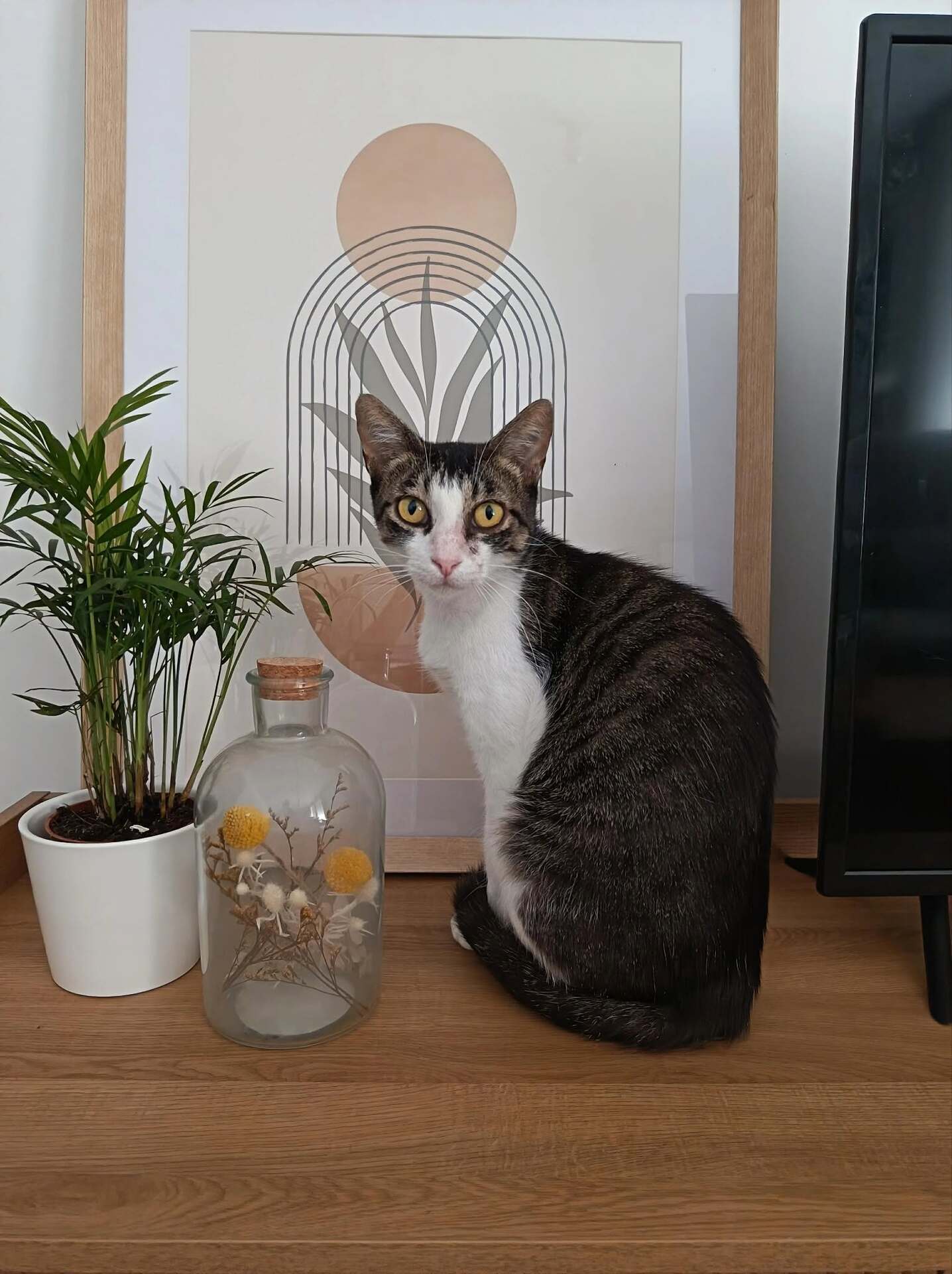 Adopter Mila
