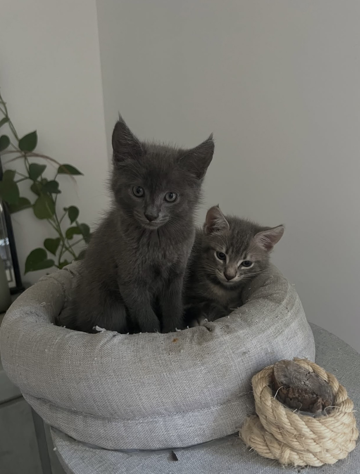 Adopter Woody et Kaï
