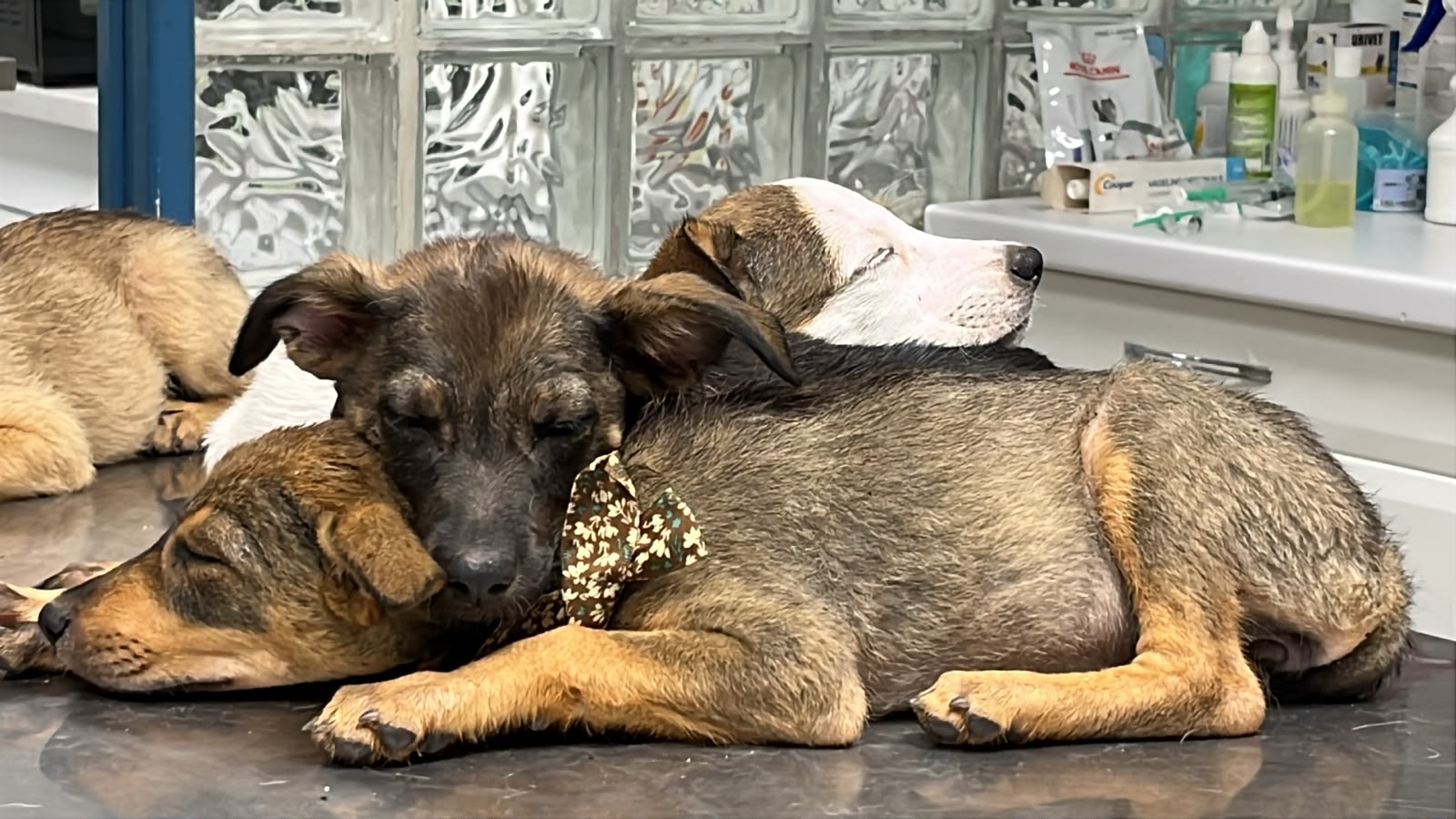 Adopter Baya