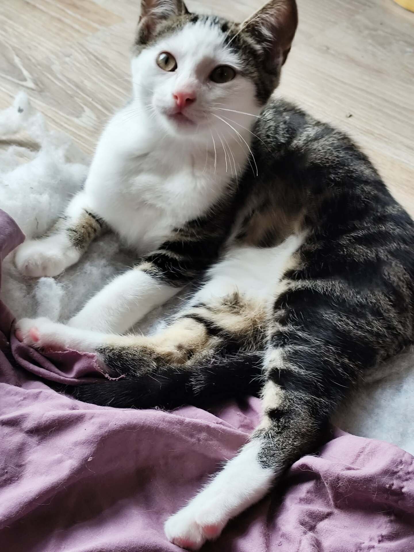 Adopter Bao