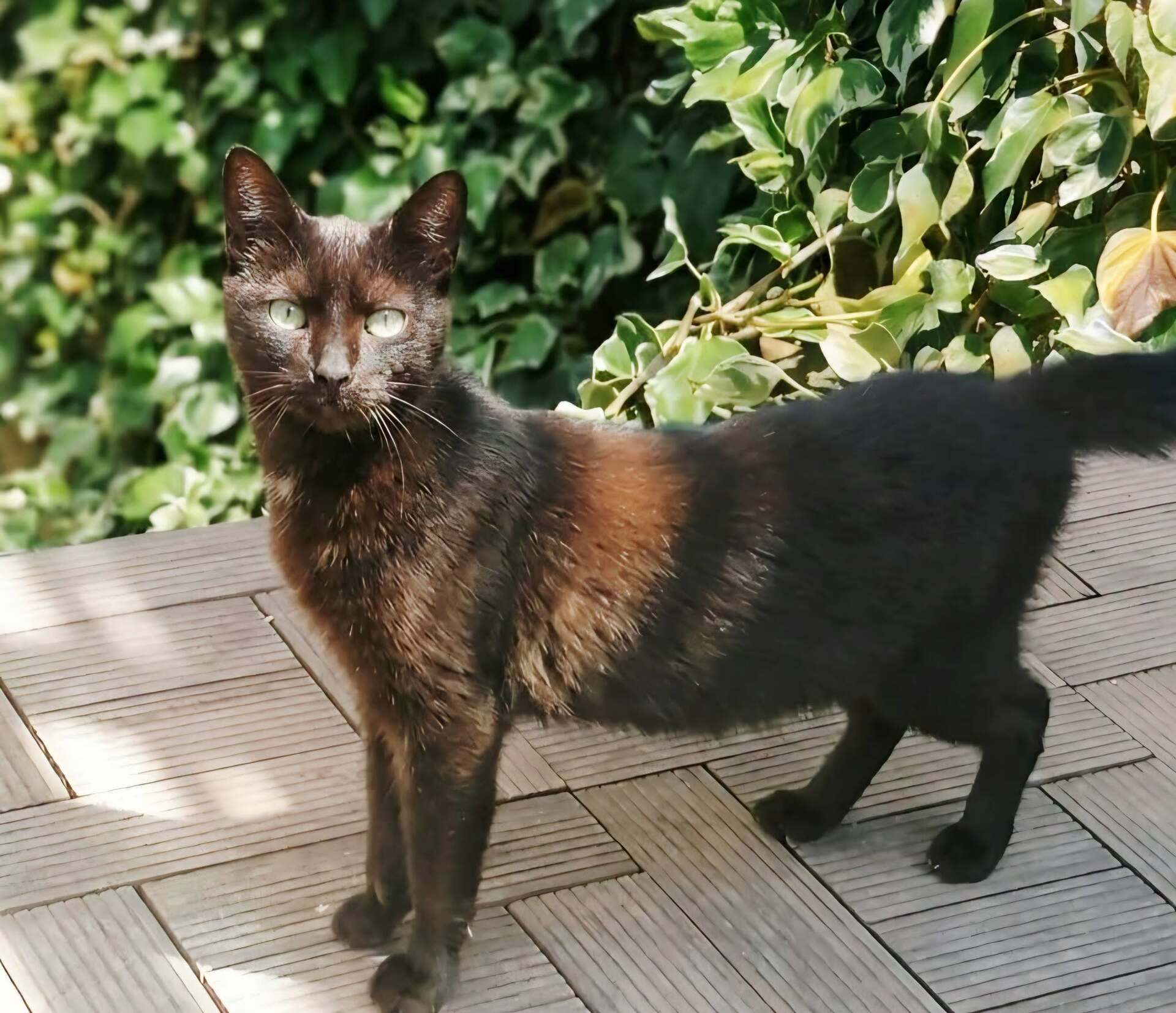 Adopter Bagherra