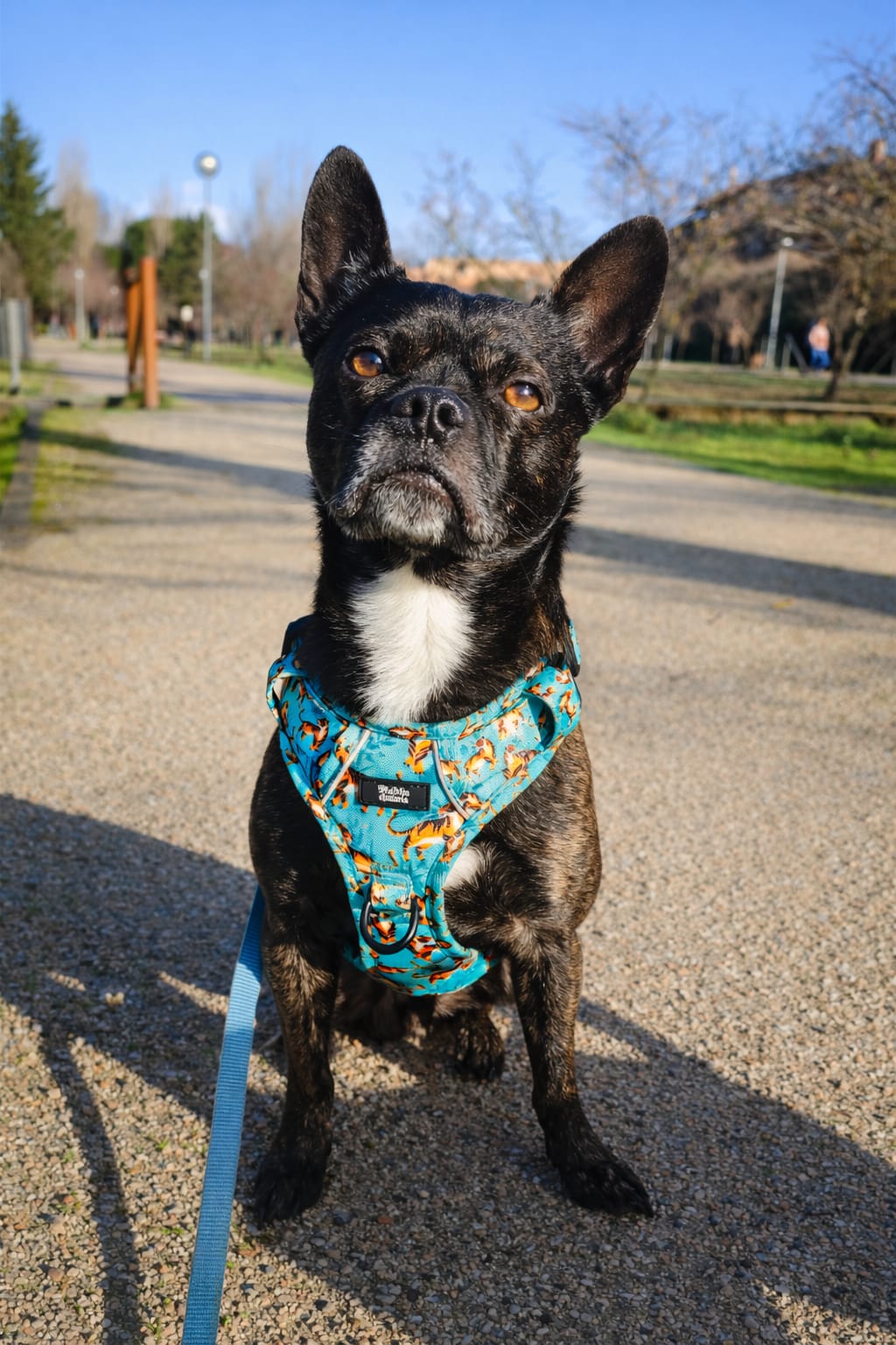 Adopter HAKU