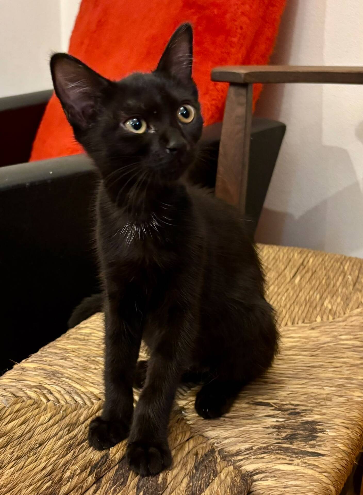 Adopter Brutus