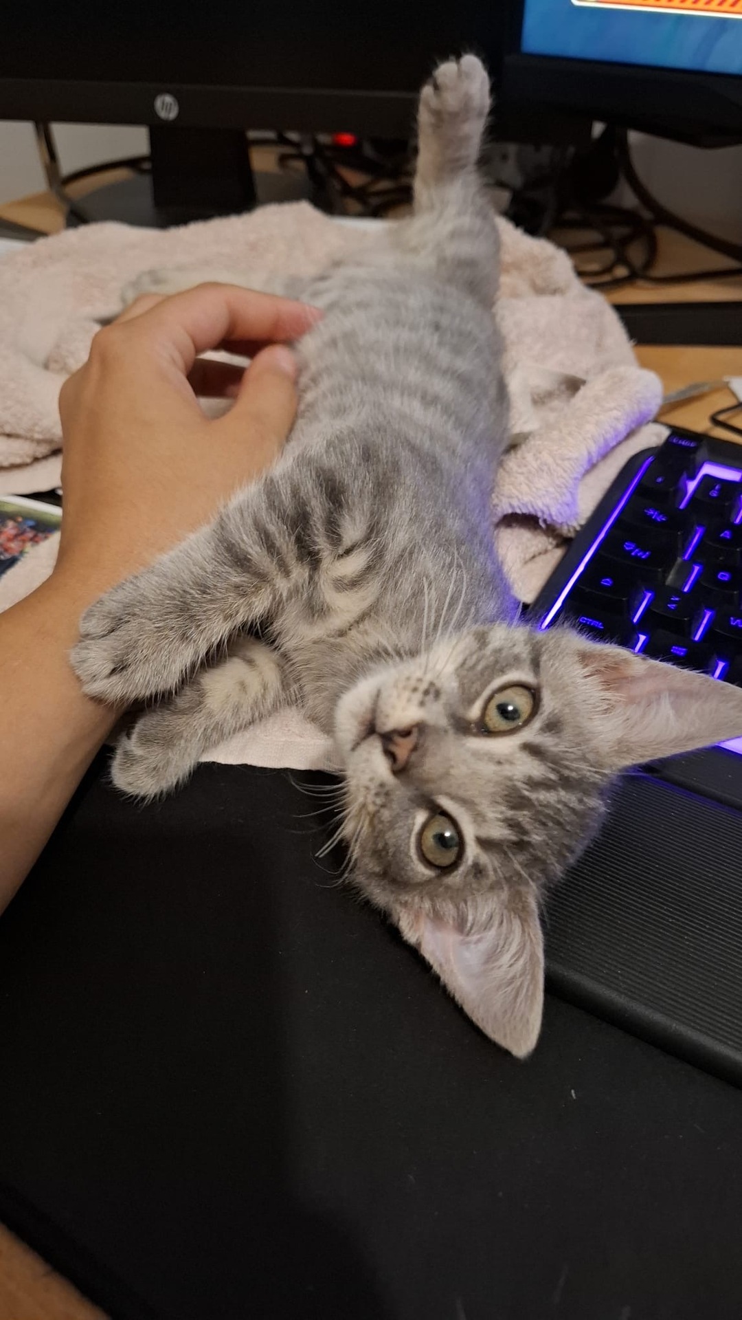 Adopter Boon