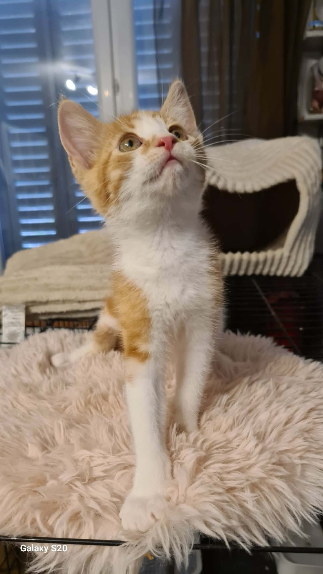 Adopter BAYLEE