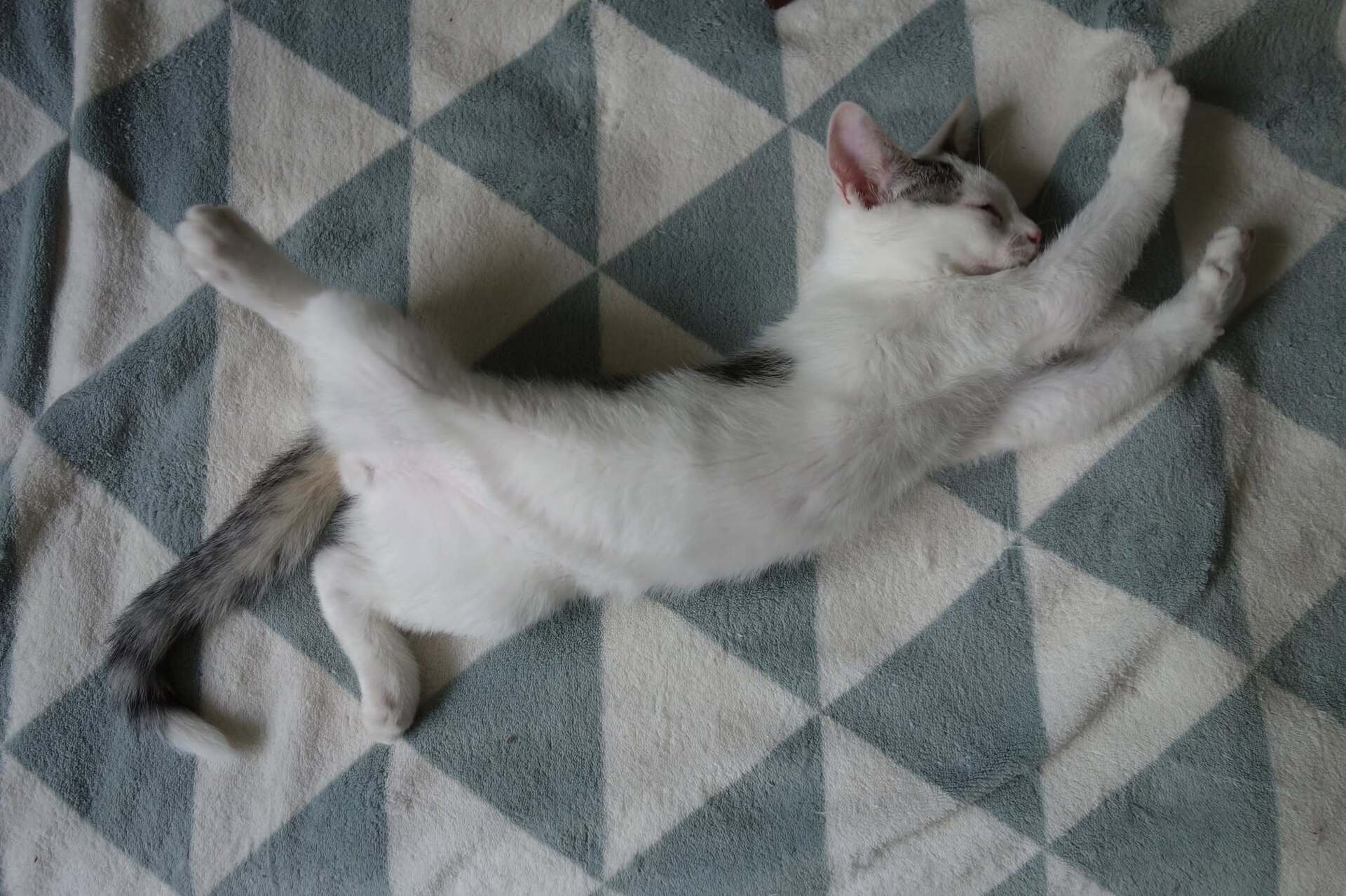 Adopter Jamui