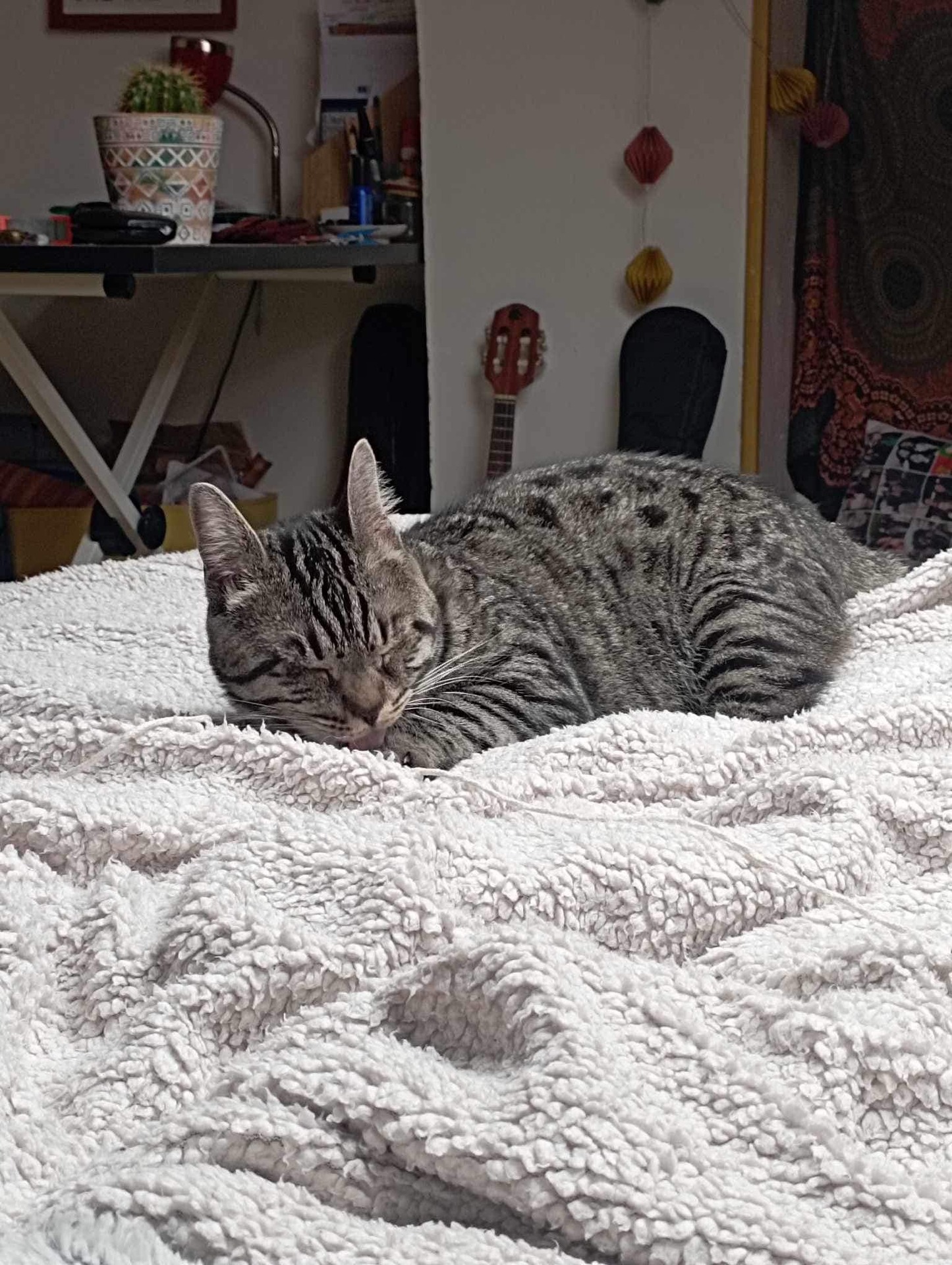 Adopter Bonnie 