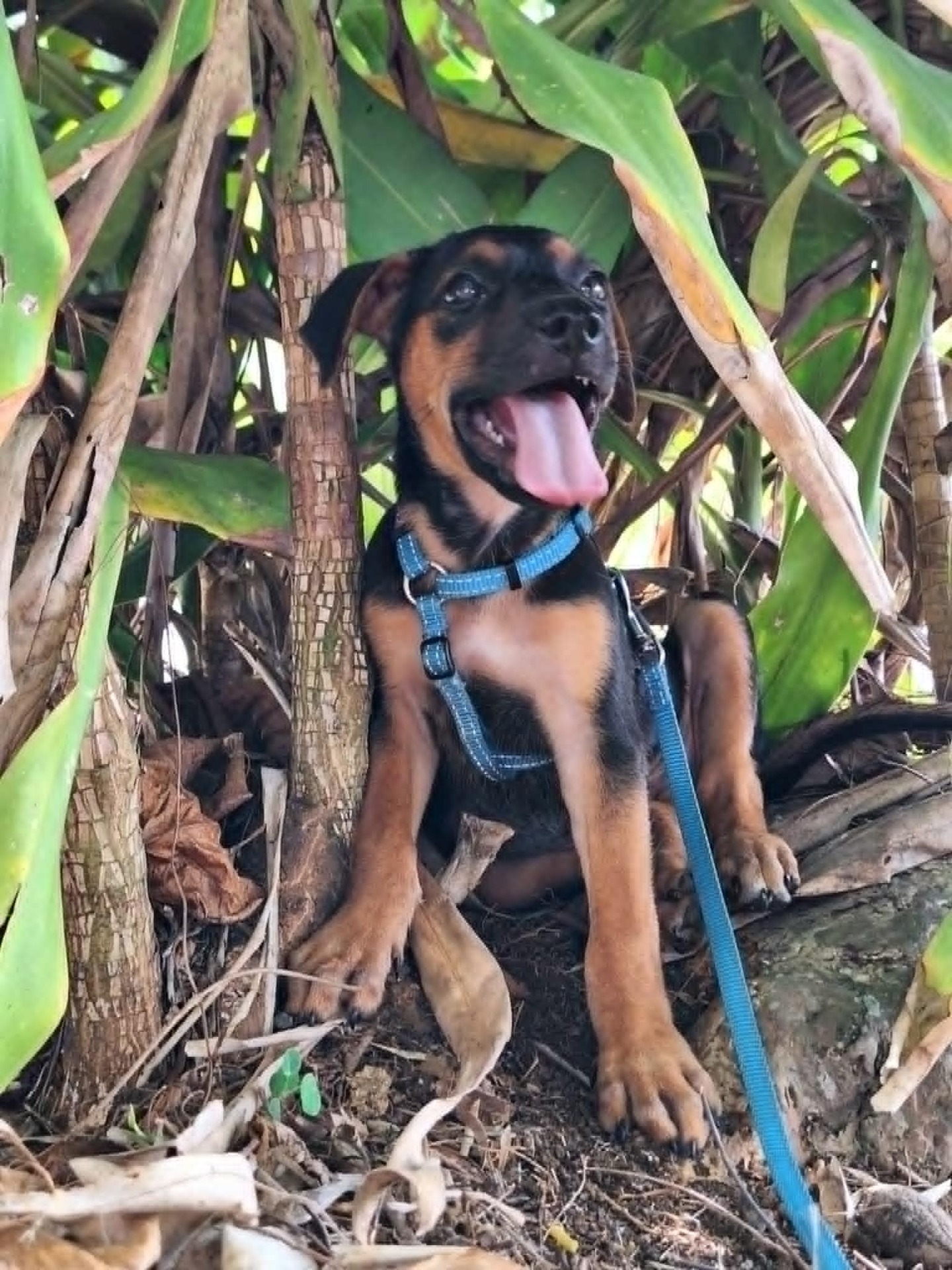Adopter PEPITO