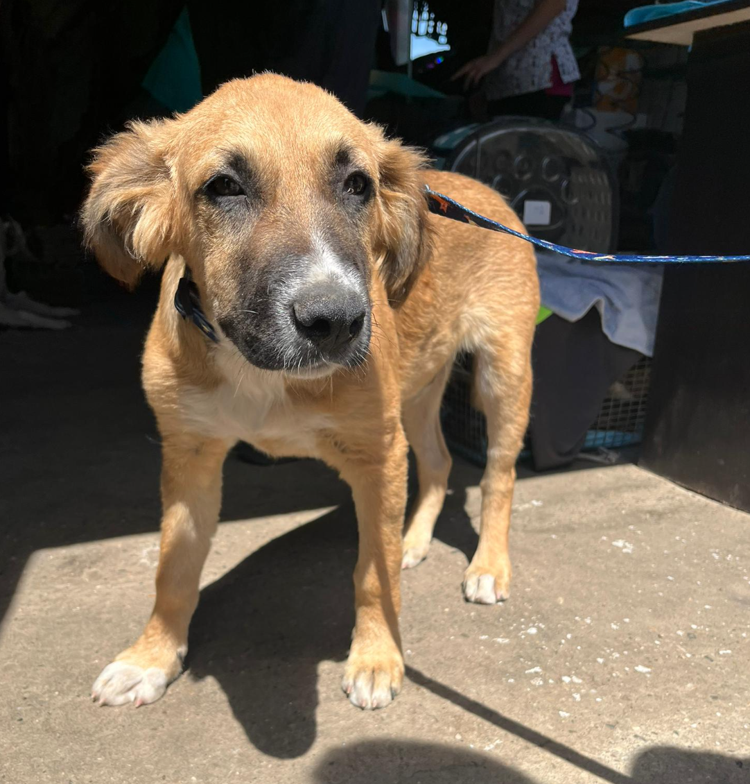 Adopter Archie