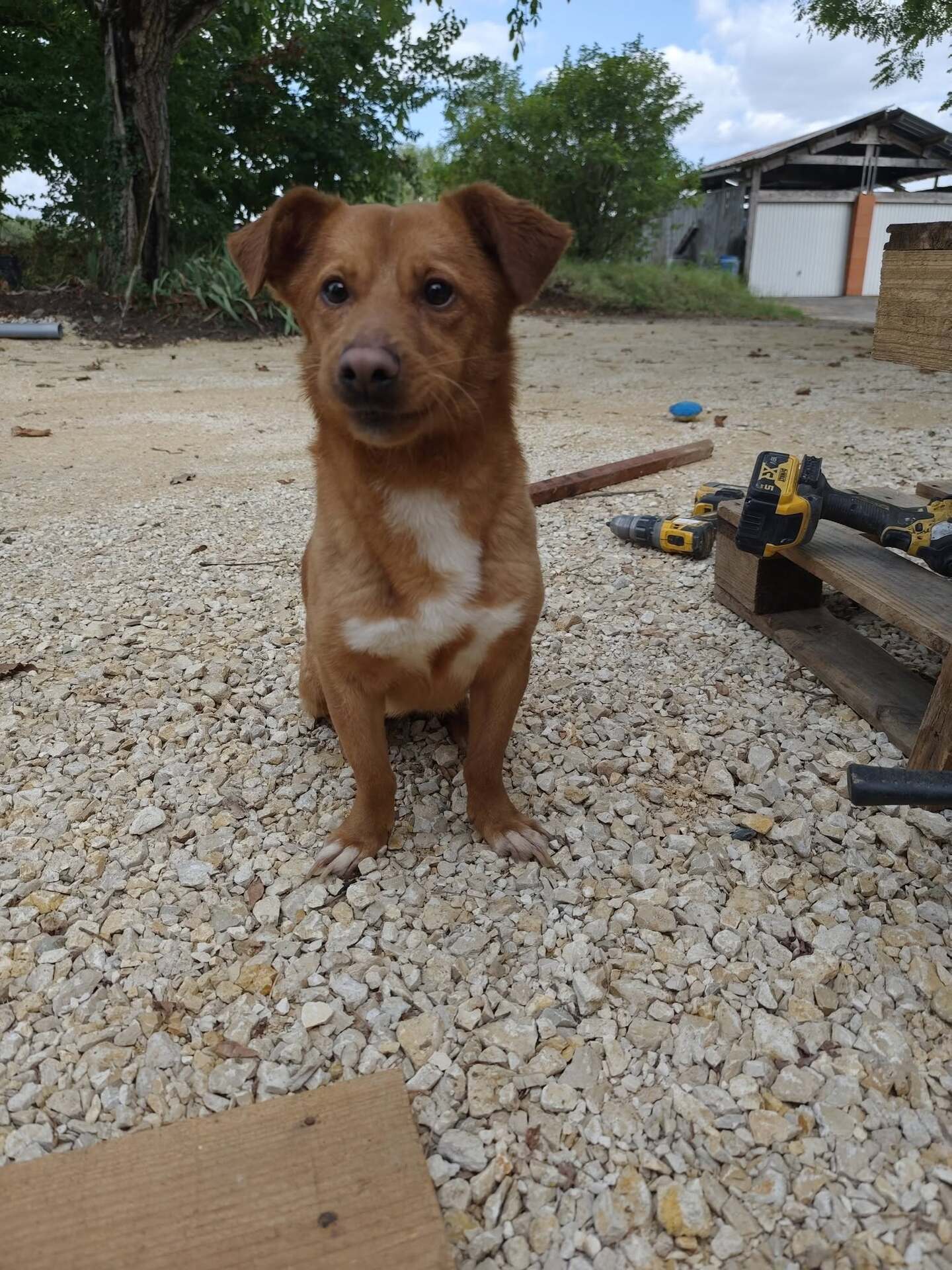 Adoption Lucky 