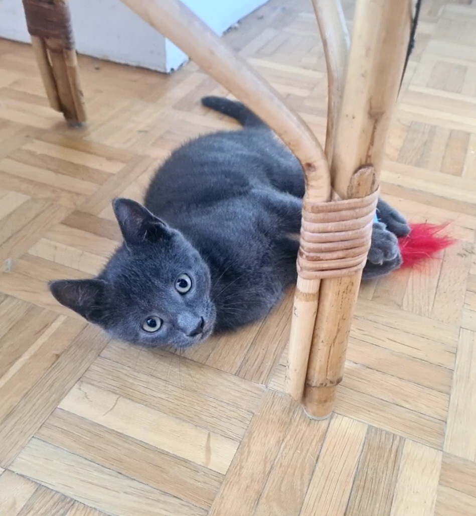 Adoption Salomon