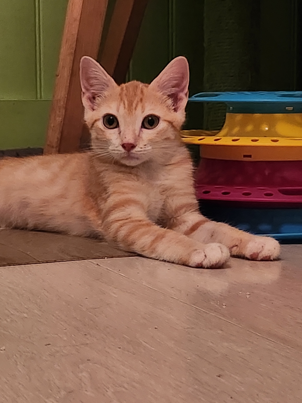 Adopter BUBBLE