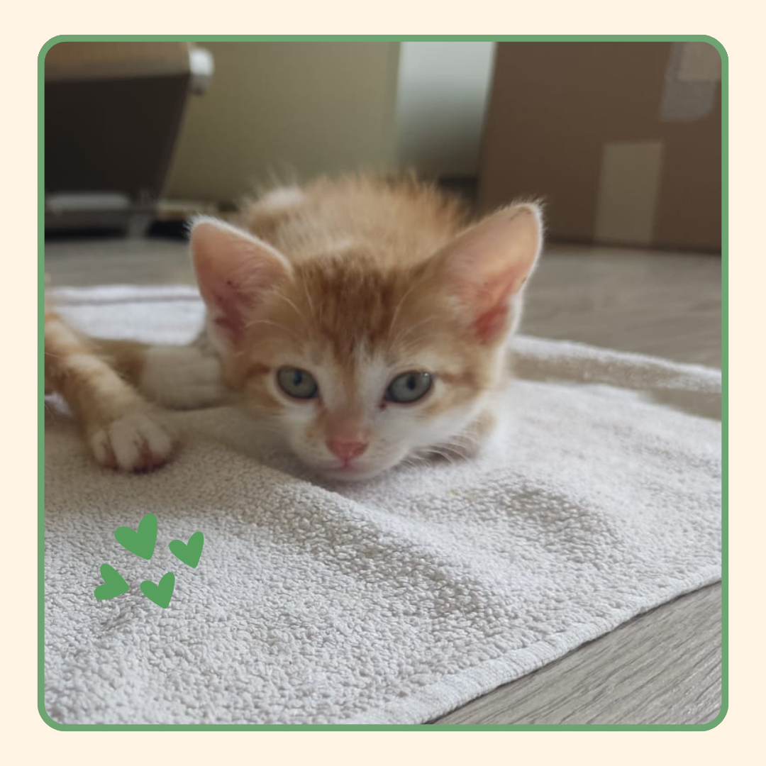 Adoption Olaf