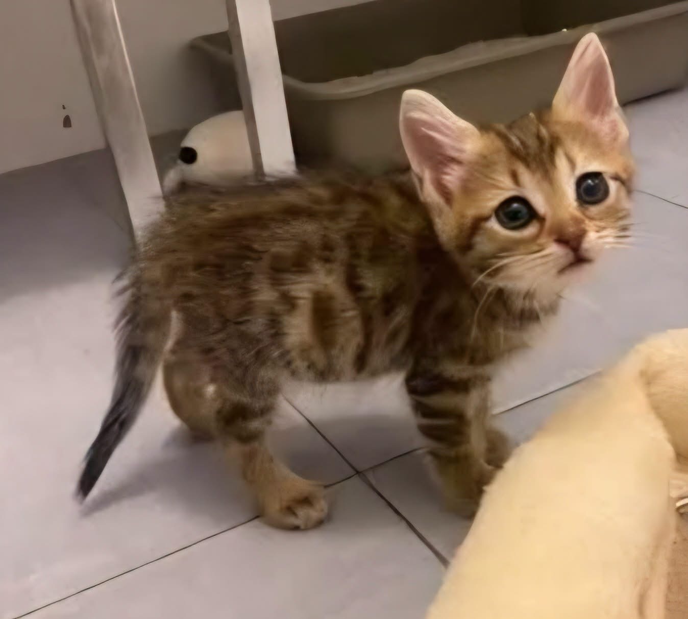 Adopter COCOLA