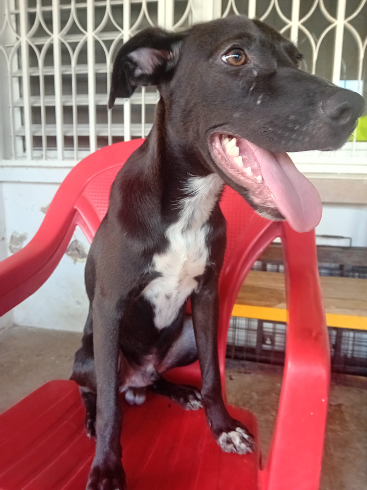 Adoption Cheeky