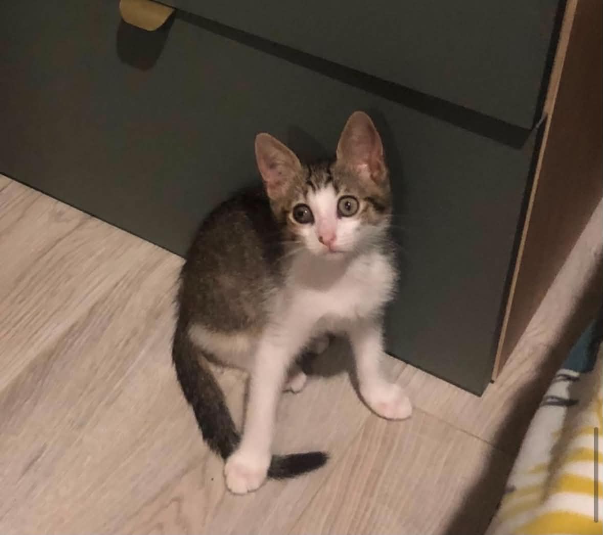 Adopter NAPOLEON