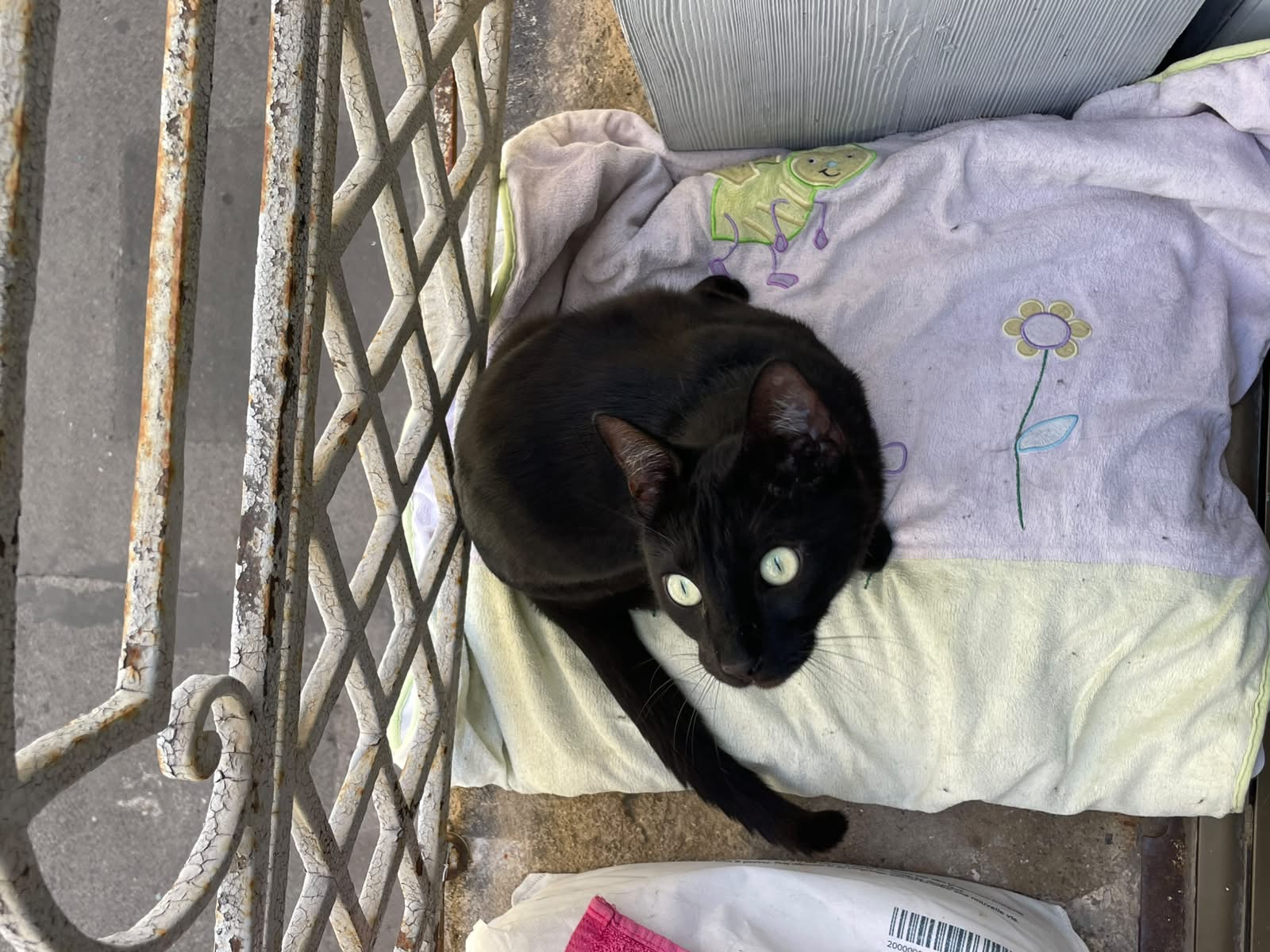Adoption Eclair