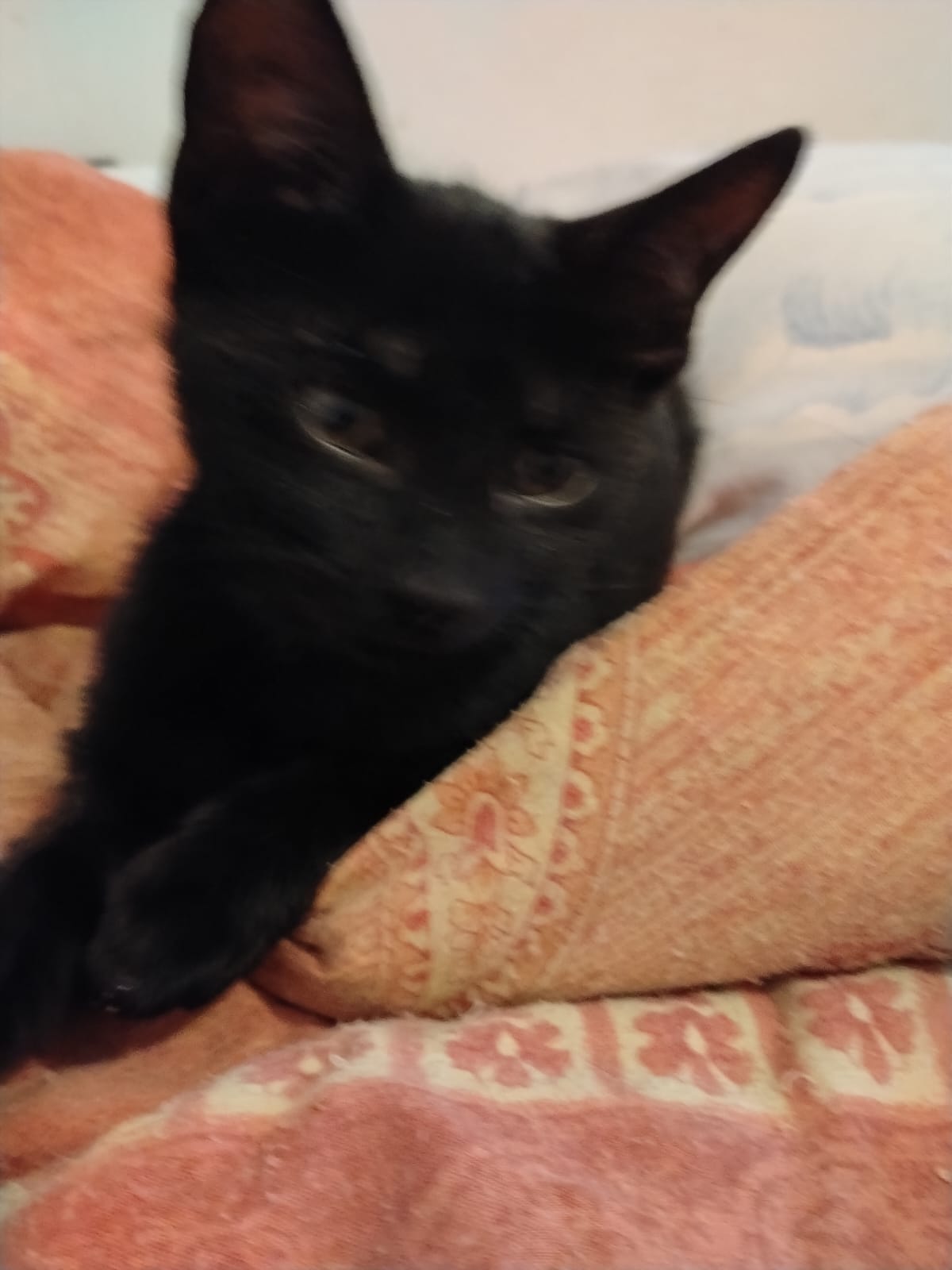 Adopter Bibie