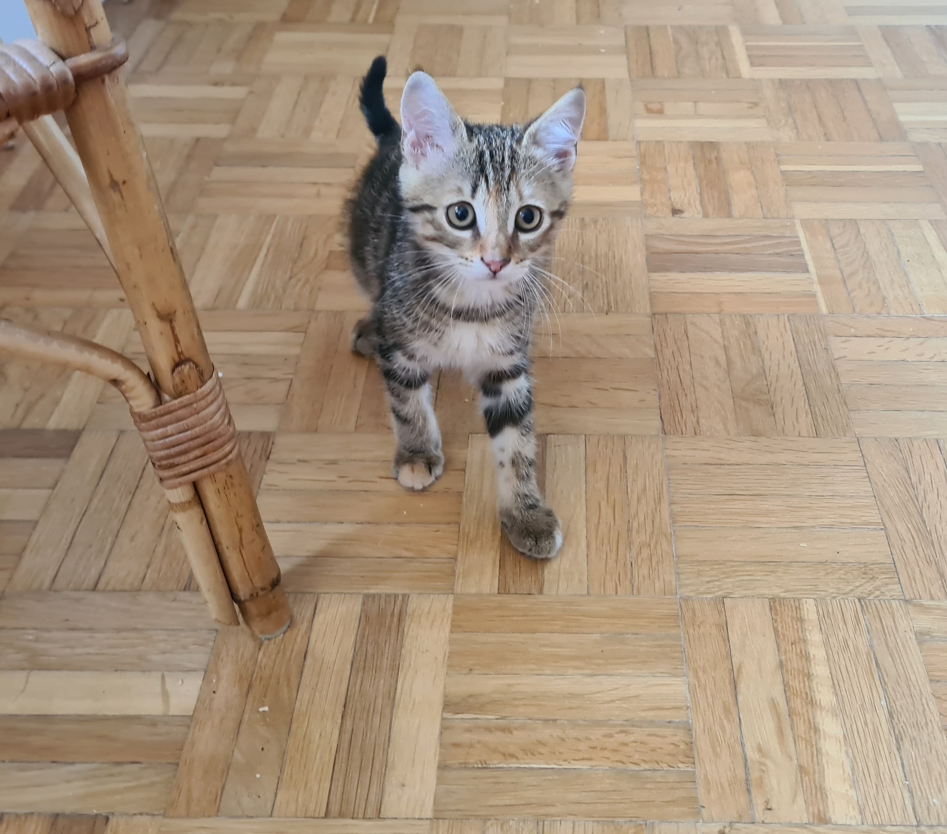 Adoption Salambo