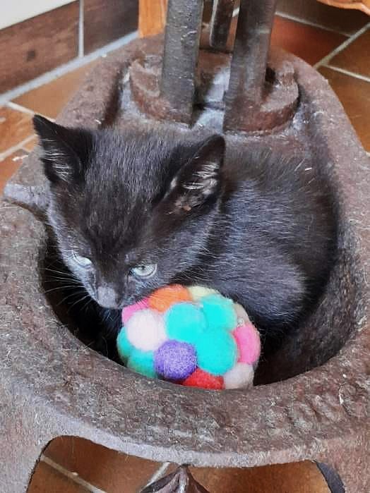 Adopter Tinours