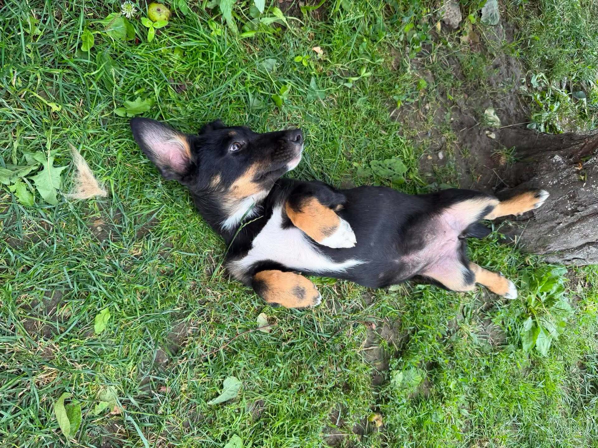 Adoption TOFFEE