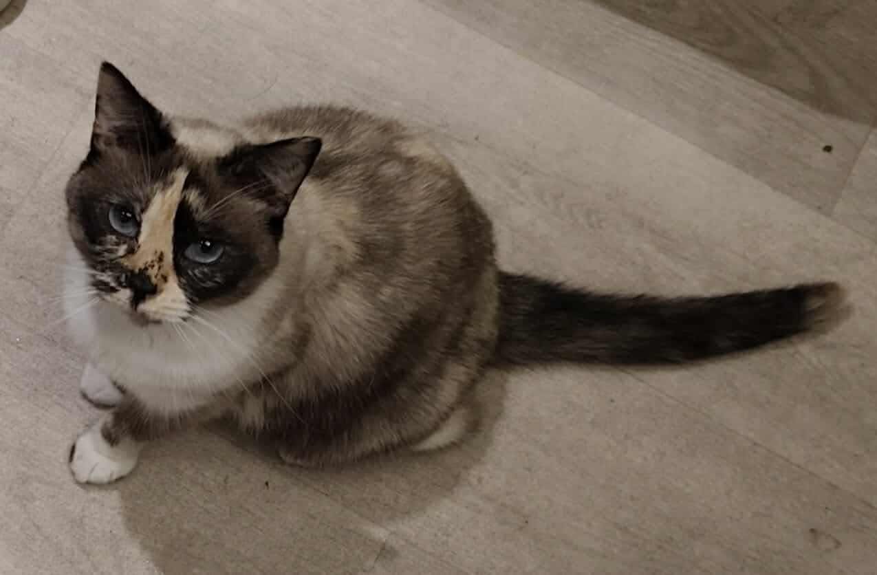 Adopter Héméra 