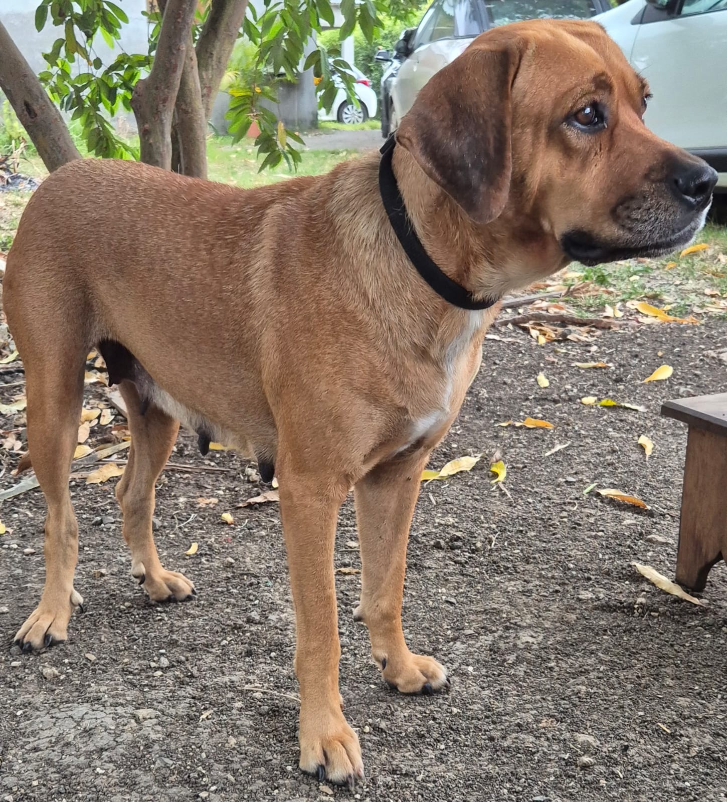 Adopter Poupix