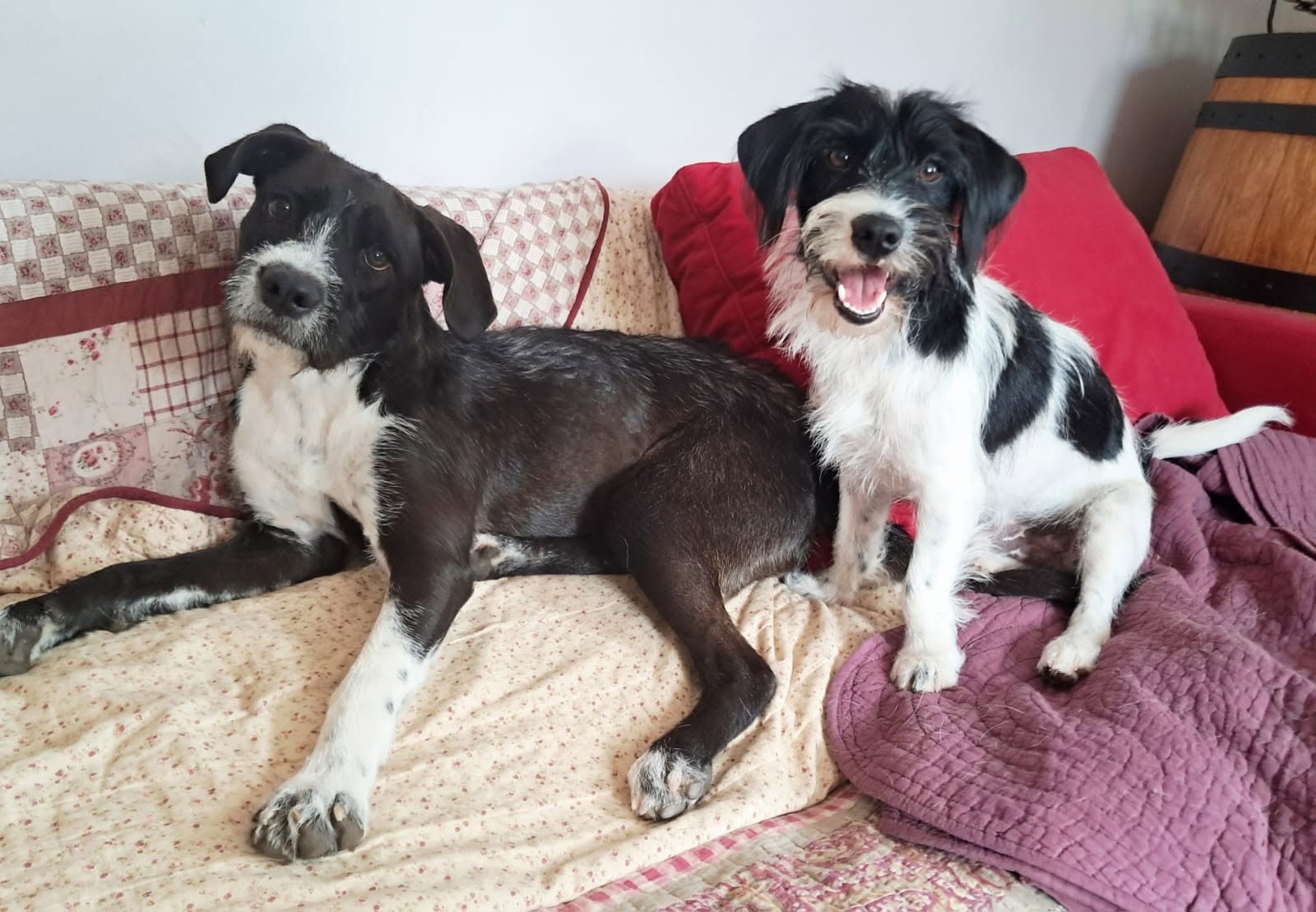 Adoption HAKA