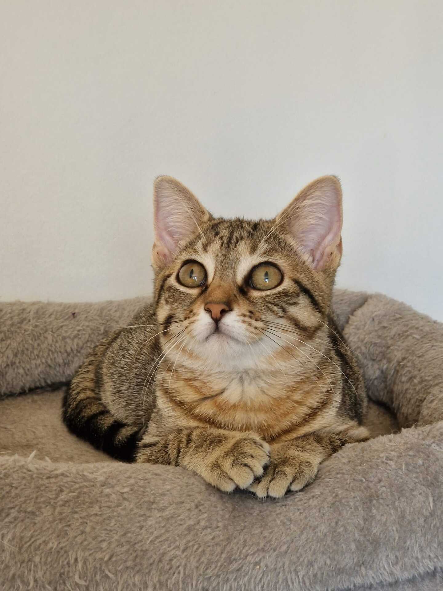 Adopter Betty