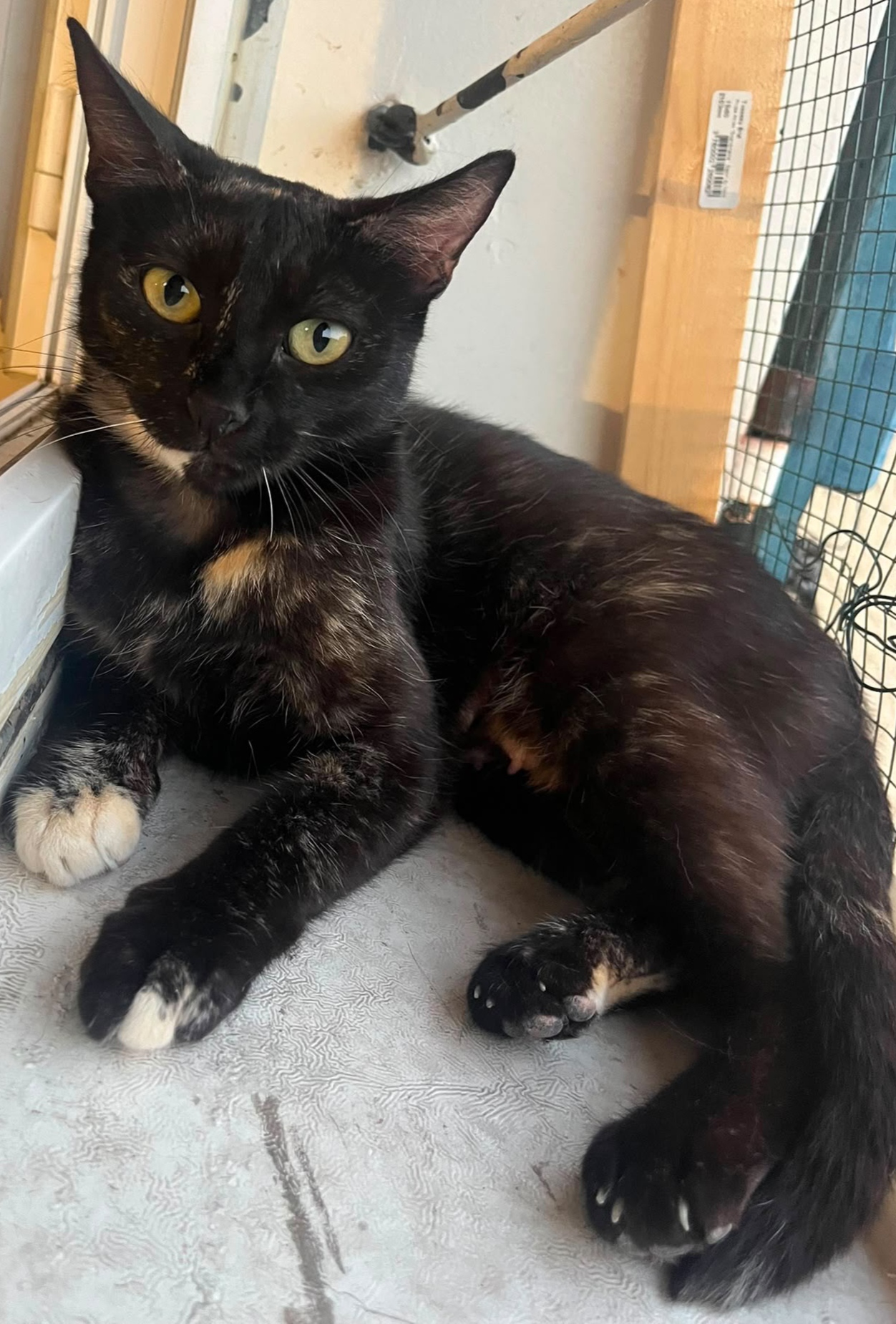 Adoption Amarice