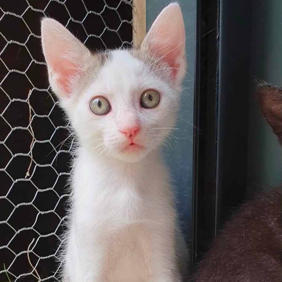 Adopter Undra
