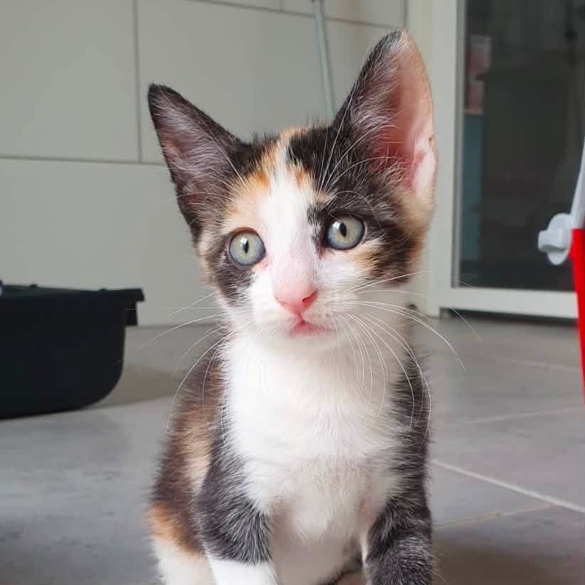 Adopter Maelia
